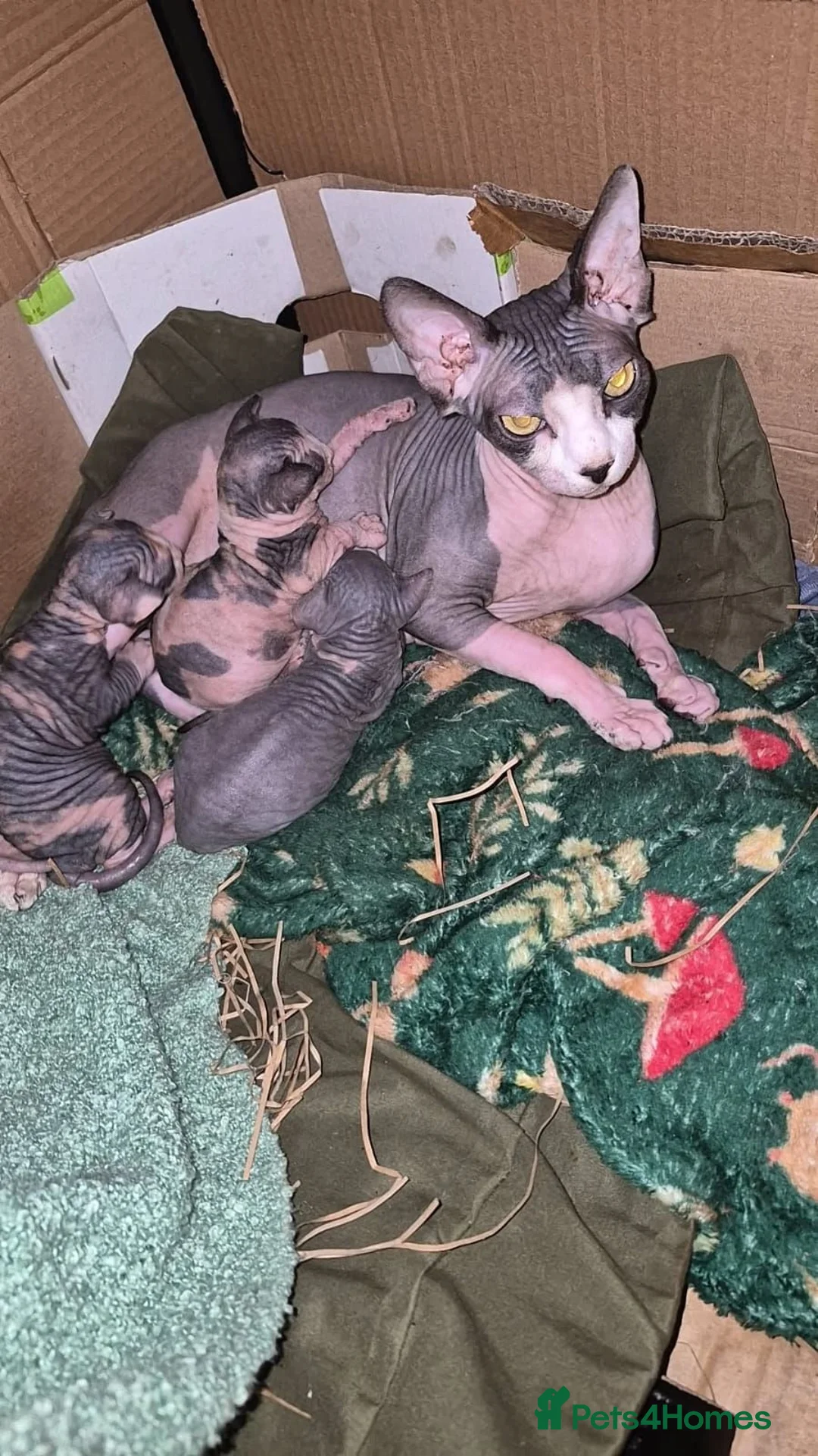 Sphynx cats for sale: Gorgeous sphynx kittens for sale - Advert 1