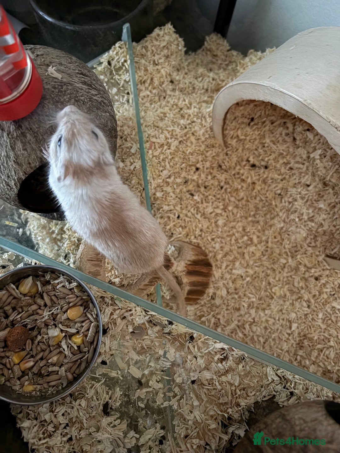 Gerbil rodents for sale: 2 gerbils including setup  - Advert 4
