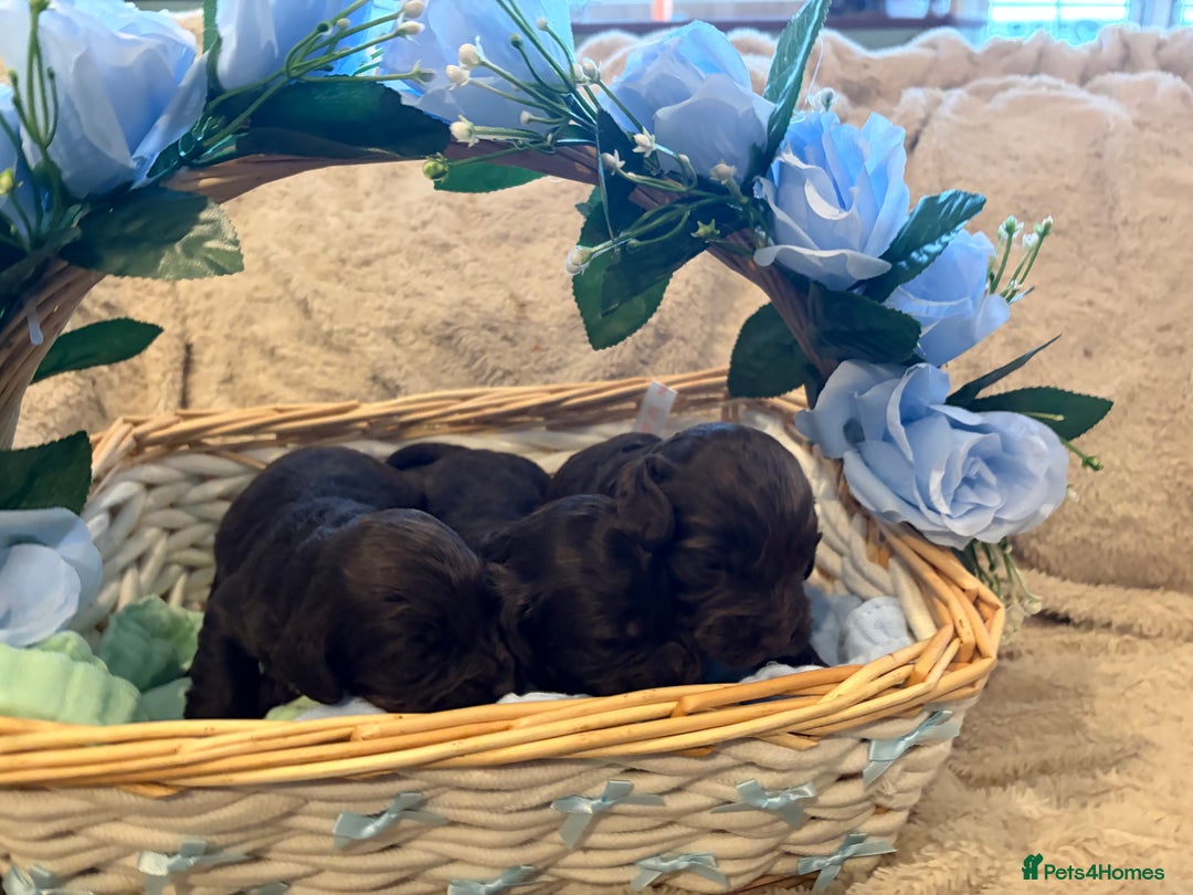 Cockapoo dogs for sale: Beautiful litter of chocolate cockapoo puppies  - Advert 14