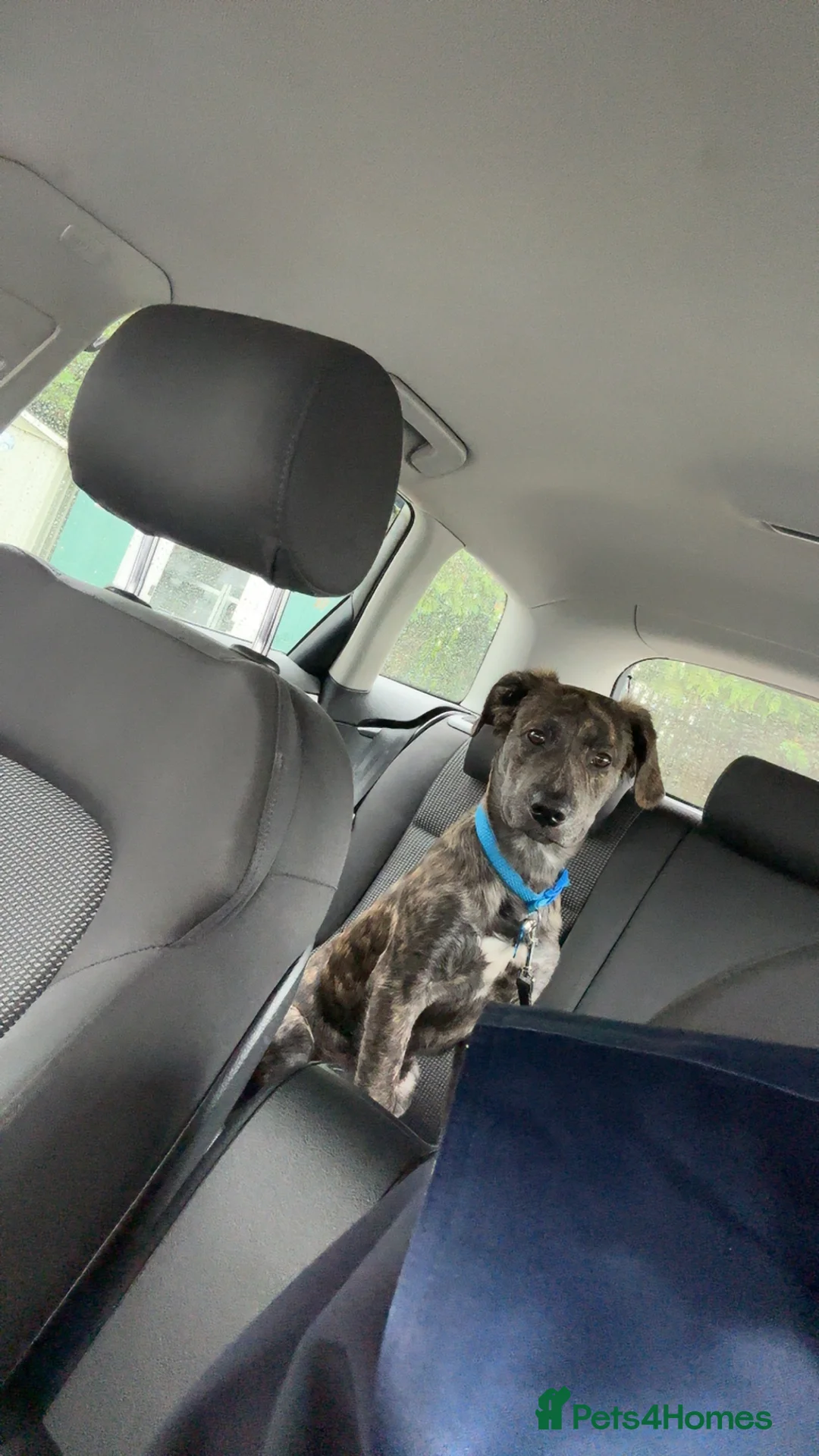 Mixed Breed dogs for sale: Urgent , mixed green 8 month old puppy - Advert 7