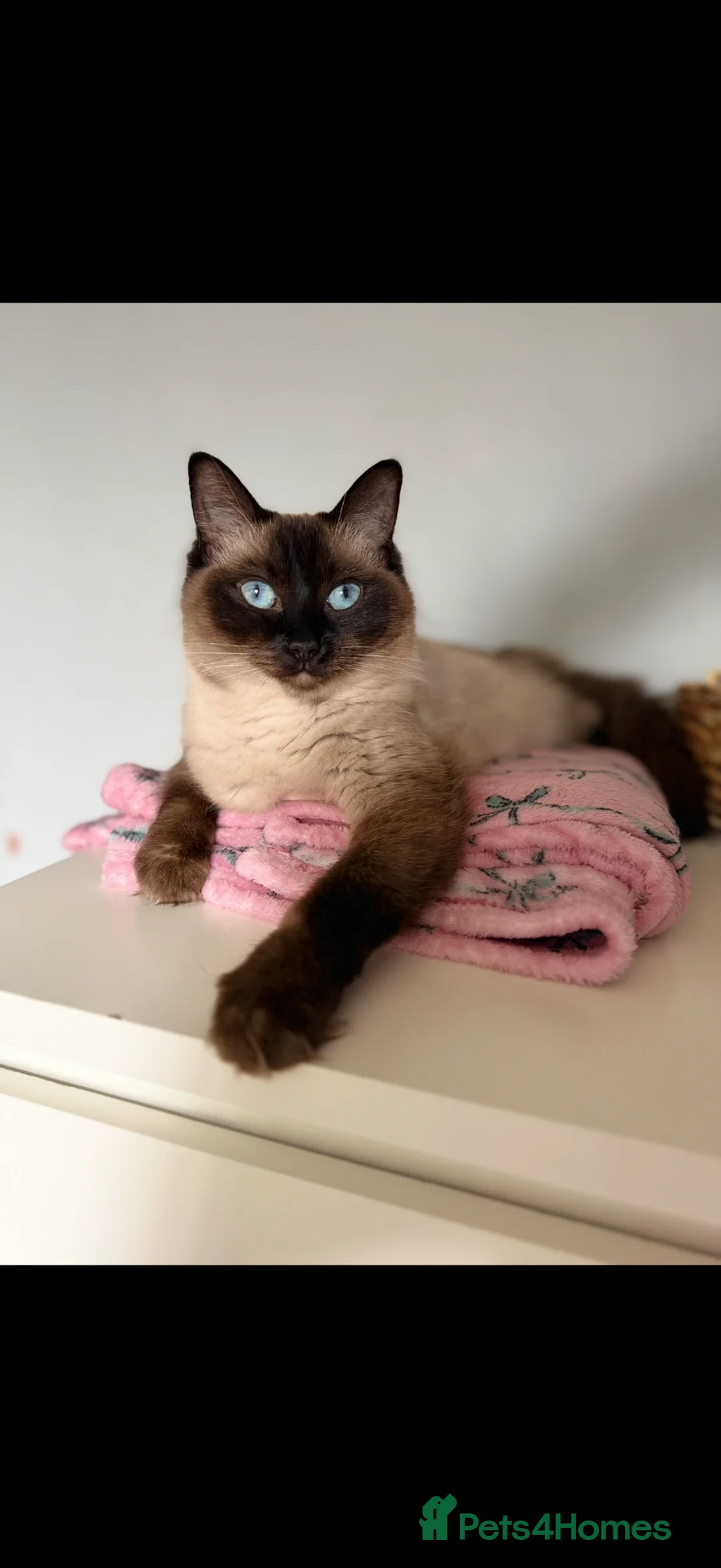 Mixed Breed cats for sale: Beautiful Ragdoll Cross Kittens – Available - Advert 28