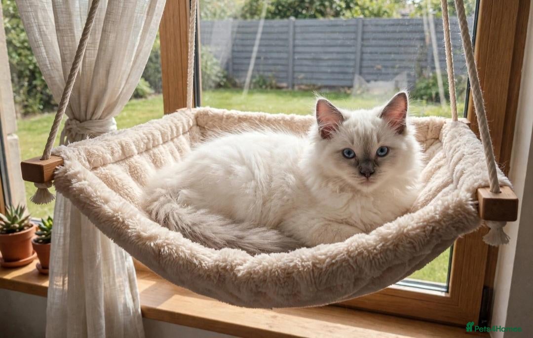 Ragdoll cats  2 Beautiful Ragdoll Boys 🐾 - Advert 1
