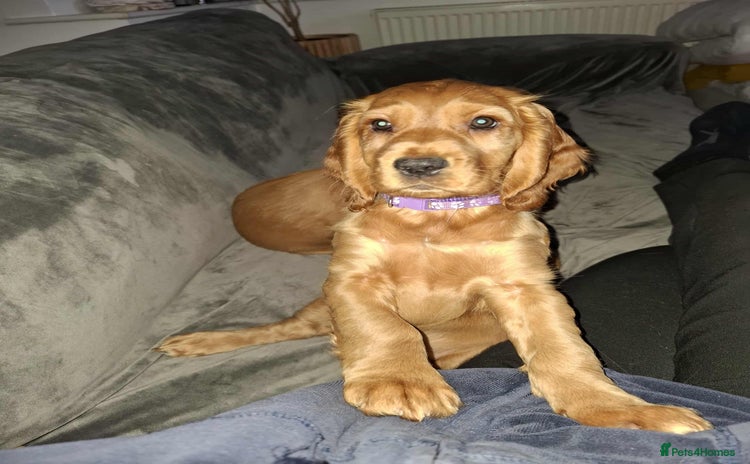 Cocker Spaniel dogs - Advert 1