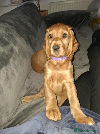 Cocker Spaniel dogs - Advert 9