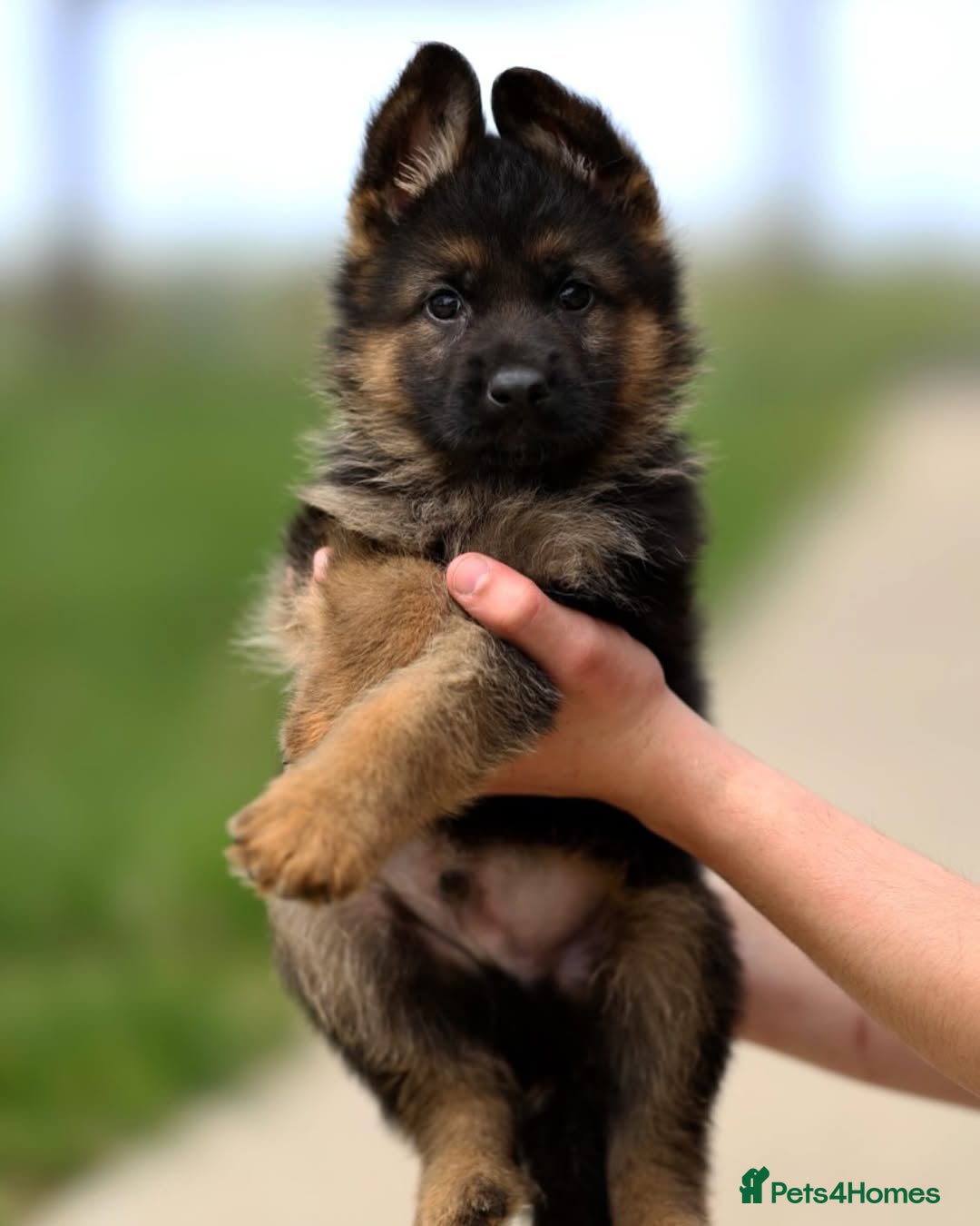 German Shepherd dogs for sale: 🐾🖤 Top-Quality Purebred German Shepherd Puppies - Image 3