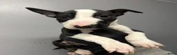 English Bull Terrier dogs for sale: Ready to leave now  - Advert 22