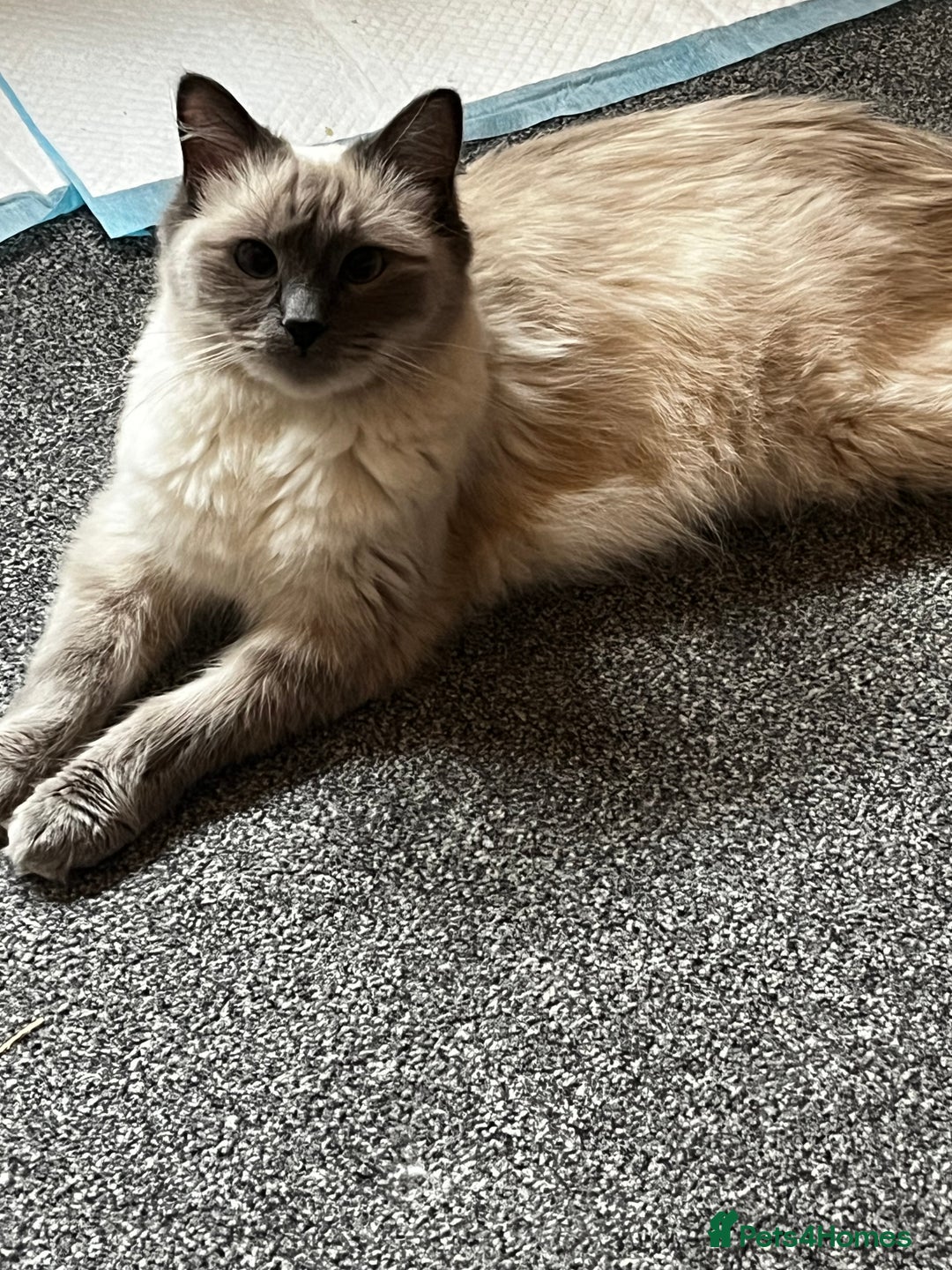 Ragdoll cats for sale: Calico kittens  - Image 10