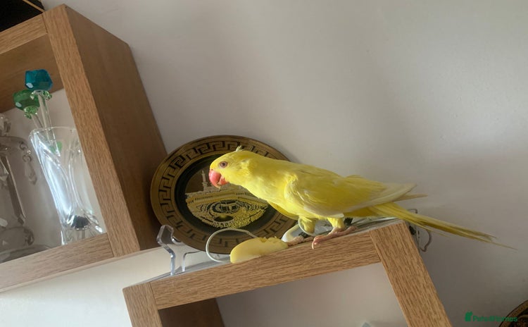 Ringnecks birds - Advert 1
