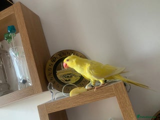 Ringnecks birds - Advert 7