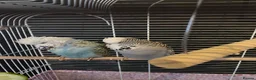 Budgerigars birds for sale: Two beautiful young budgies plus cage free  - Advert 2