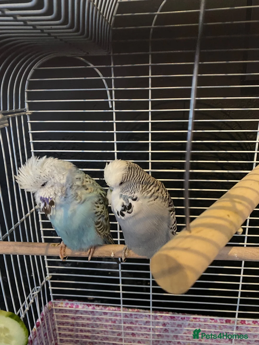 Budgerigars birds for sale: Two beautiful young budgies plus cage free  - Advert 2