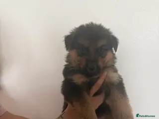 German Shepherd dogs Long haired German shepherd puppies - Advert 4