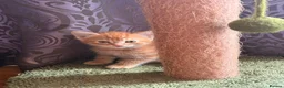 Mixed Breed cats for sale: Available Adorable Kittens - Ready to leave now in Barking - Advert 6
