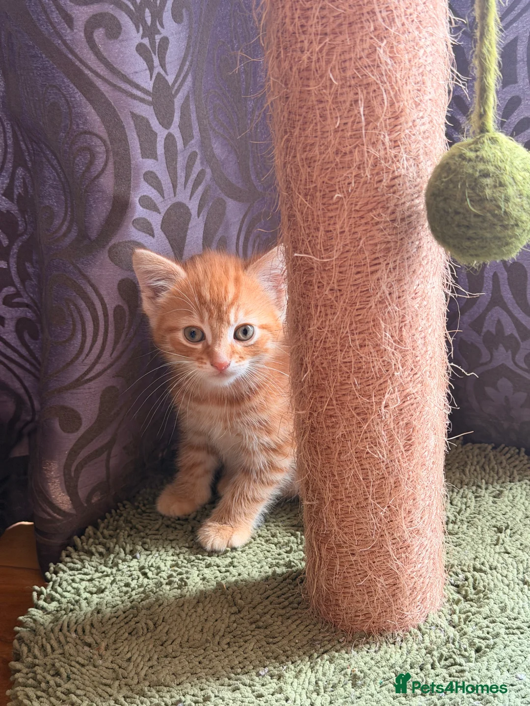 Mixed Breed cats for sale: Available Adorable Kittens - Ready to leave now in Barking - Advert 6