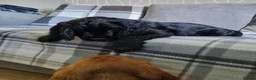Cocker Spaniel dogs for sale: 🐾 Show Type Cocker Spaniel Boys – 2 Available - Advert 35