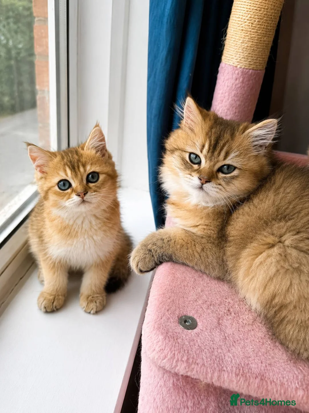 British Shorthair cats for sale:  Golden Shaded NY11 British Shorthair Longhair - Advert 2