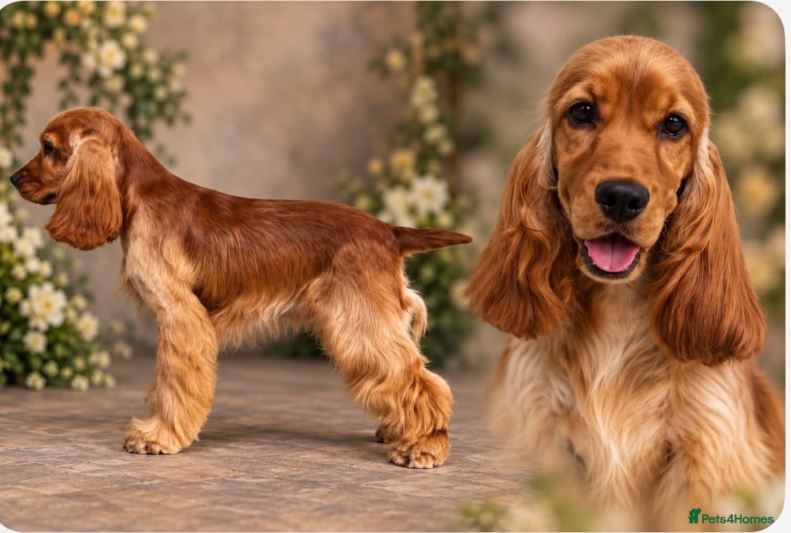 Cocker Spaniel dogs Show cocker spaniel  - Advert 1