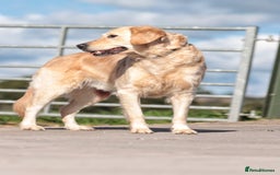 Golden Retriever dogs for sale: Heartbreaking Sale – Our Beloved Golden Retriever - Image 3