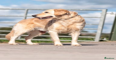 Golden Retriever dogs - Advert 16