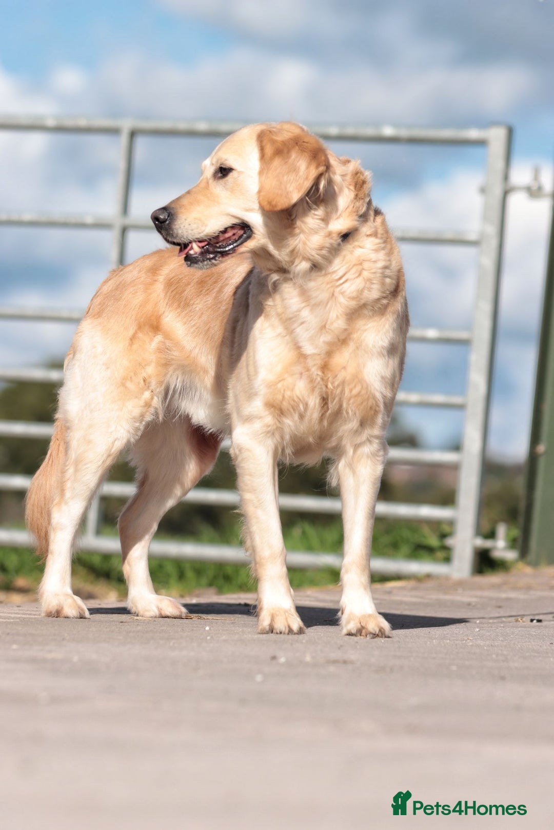 Golden Retriever dogs for sale: Heartbreaking Sale – Our Beloved Golden Retriever - Image 3