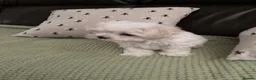 Maltese dogs for sale: Maltese KC reg Korean lines  - Advert 2