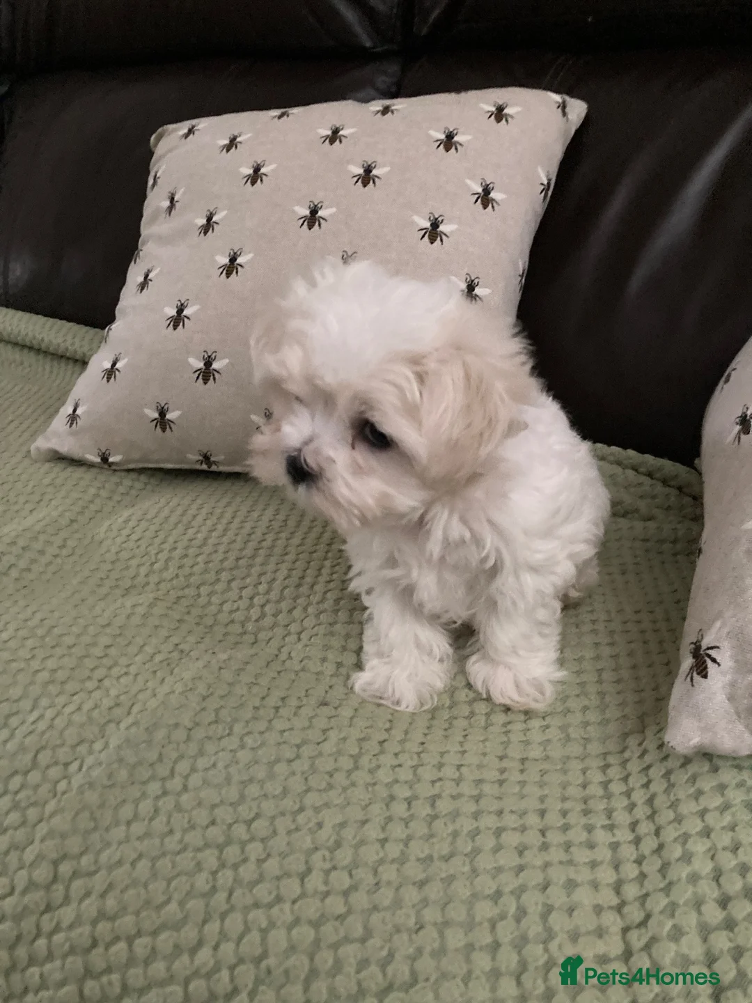 Maltese dogs for sale: Maltese KC reg Korean lines  - Advert 2