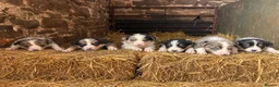 Border Collie dogs for sale: Merle & black and white litter  - Advert 1