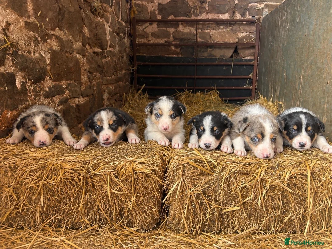 Border Collie dogs for sale: Merle & black and white litter  - Advert 1