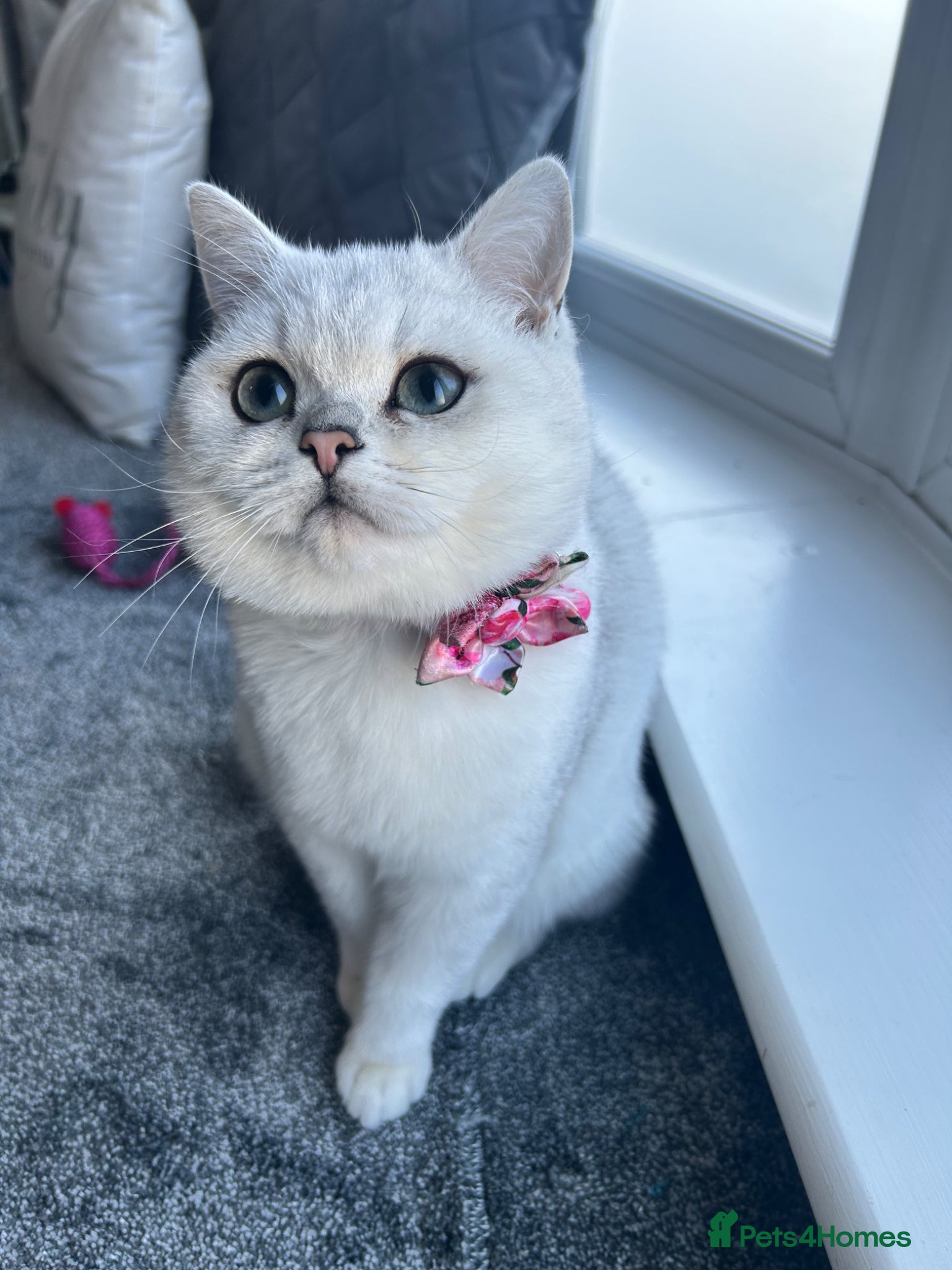 British Shorthair cats 8 Month Old Kitten For Sale - Advert 4