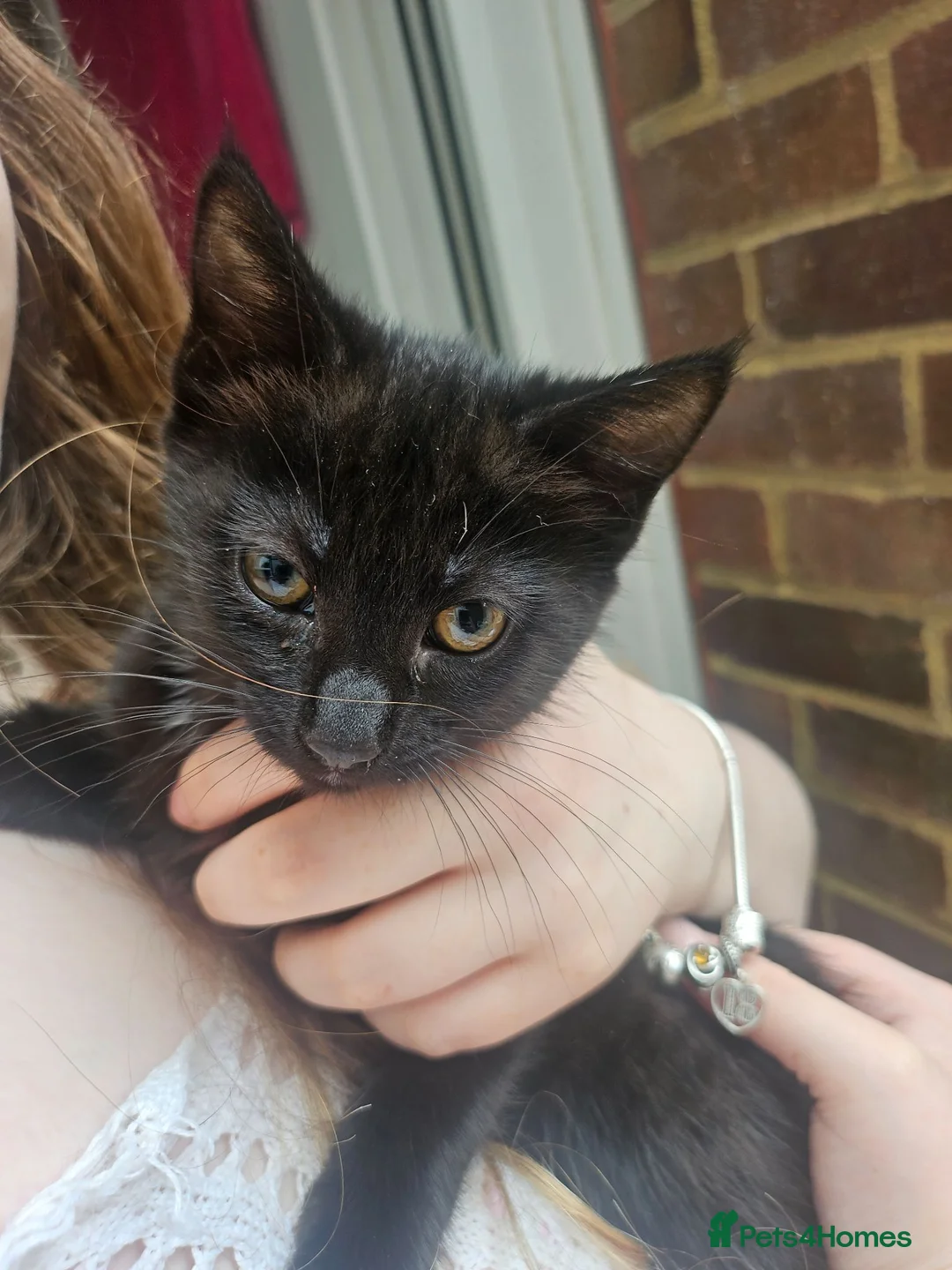 Mixed Breed cats for sale: Female kitten - Advert 2