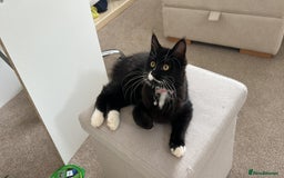 Mixed Breed cats for sale: X2 black and white fluffy girl kittens left - Image 12