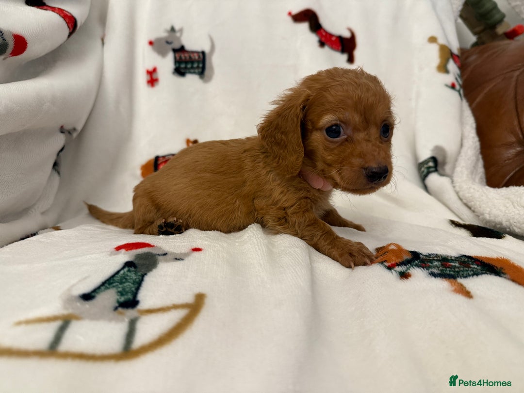 Miniature Dachshund dogs for sale: Beautiful Cream Longcoats Miniature Dachshund  - Advert 26