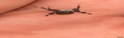 Spiders invertebrates for sale: Unsexed i5/i6 Jumping spider Florida Everglades  - Advert 13