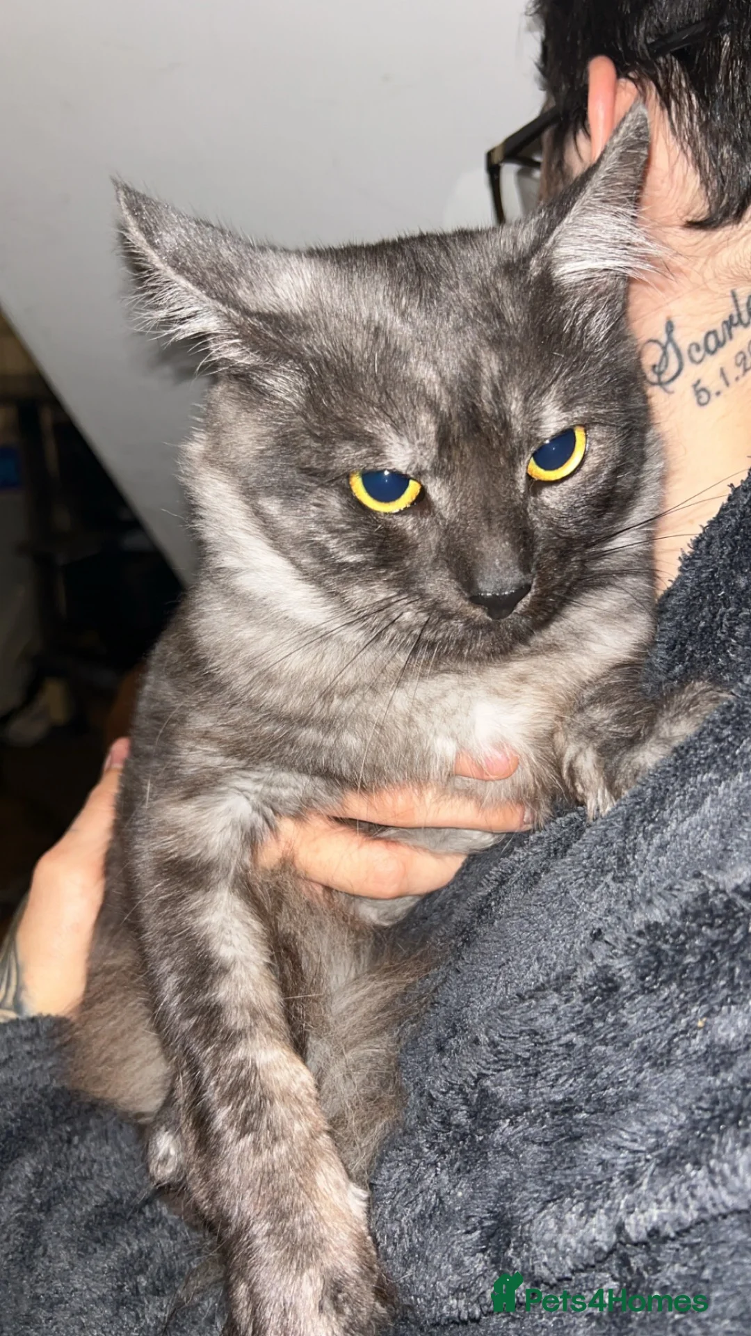 Maine Coon cats for sale: Male mainecoon in Stanley - Advert 2