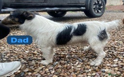 Jack Russell dogs for sale: One 10week old docked pure breed broken coated boy - Image 7