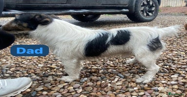 Jack Russell dogs - Advert 3