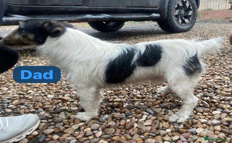 Jack Russell dogs - Advert 14