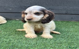 Cocker Spaniel dogs for sale: ❤️Gorgeous, Happy, Healthy, Spaniel babies 💙 - Image 16