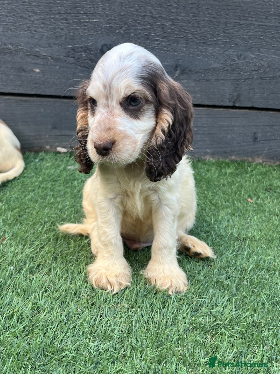 Cocker Spaniel dogs for sale: ❤️Gorgeous, Happy, Healthy, Spaniel babies 💙 - Image 16