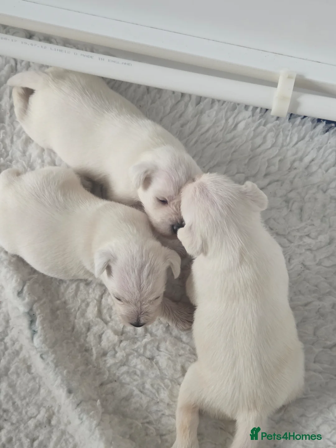 Miniature Schnauzer dogs for sale: White Miniature Schnauzer Puppies - Advert 6