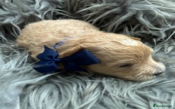 Maltipoo dogs for sale: TINY TOY F1 HEALTH TESTED MALTIPOO PUPS - Image 4