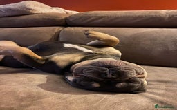 French Bulldog dogs for sale: 2 yr old tan French bulldog - Image 4