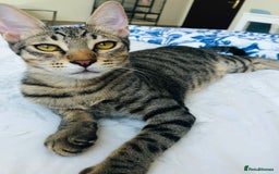 Mixed Breed cats for adoption: JAJA - HEALTHY - BALL OF FUN-INTELLIGENT-NEUTERED  - Image 7