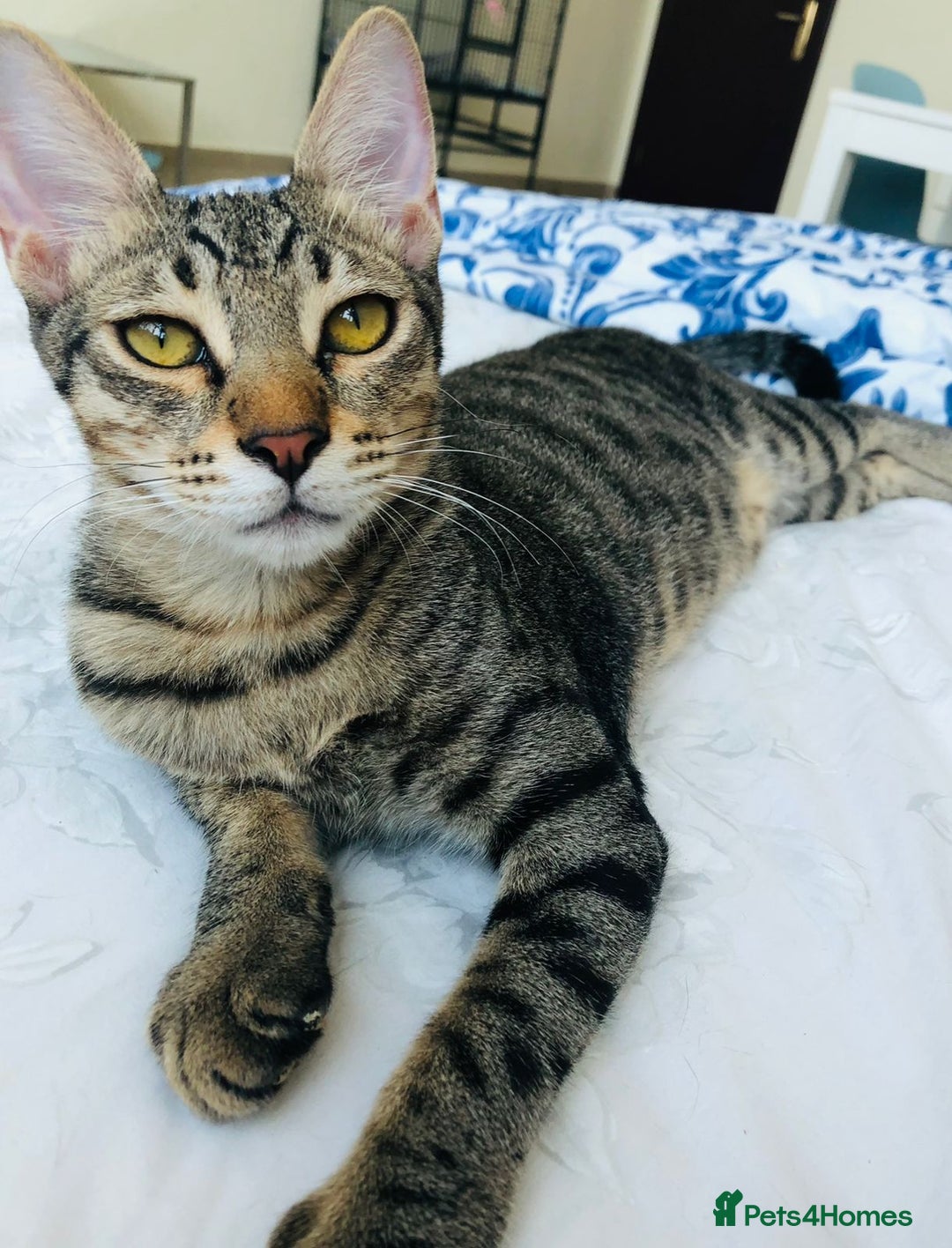 Mixed Breed cats for adoption: JAJA - HEALTHY - BALL OF FUN-INTELLIGENT-NEUTERED  - Image 7