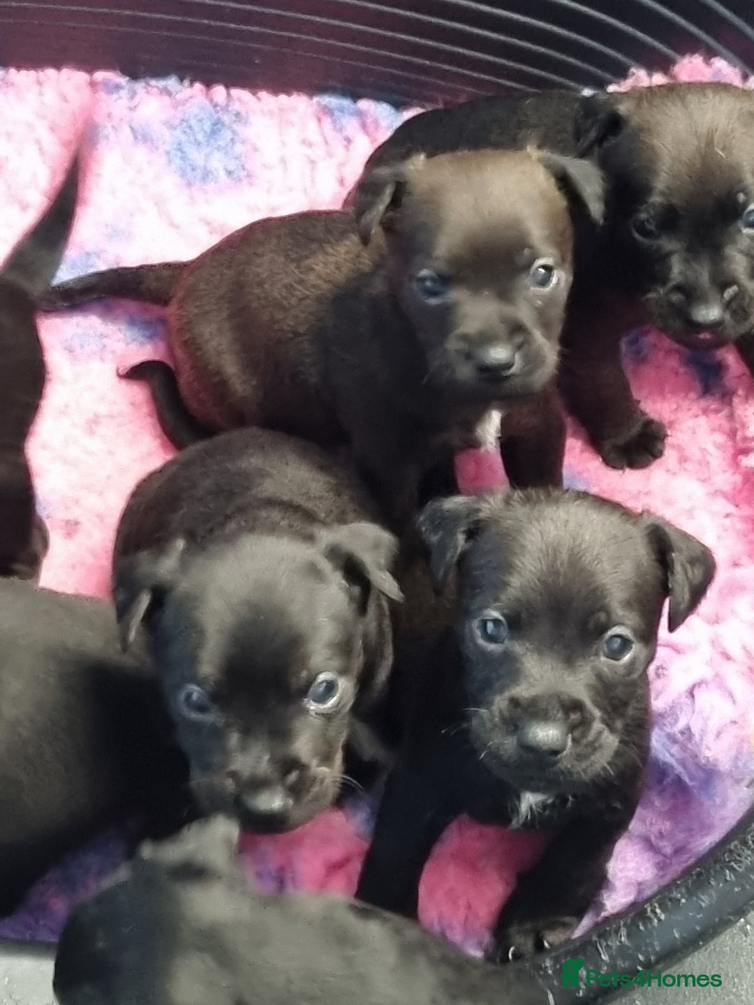 Patterdale Terrier dogs for sale: PATTERDALE PUPS FOR SALE (Nutall lines) - Image 2
