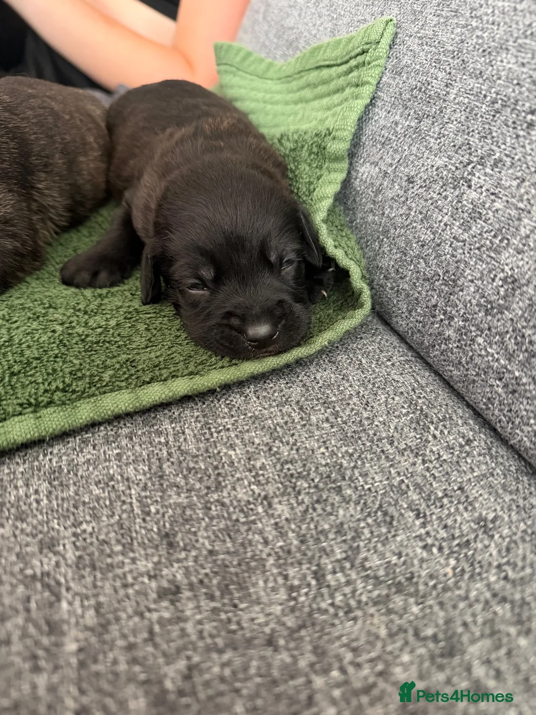 American Bull Staffy dogs for sale: Blue american staffies in Skelmersdale - Advert 1