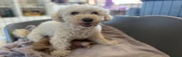Poochon dogs for sale: F1B PUPPIES POOCHON CROSS TOY POODLE in Swansea - Advert 1