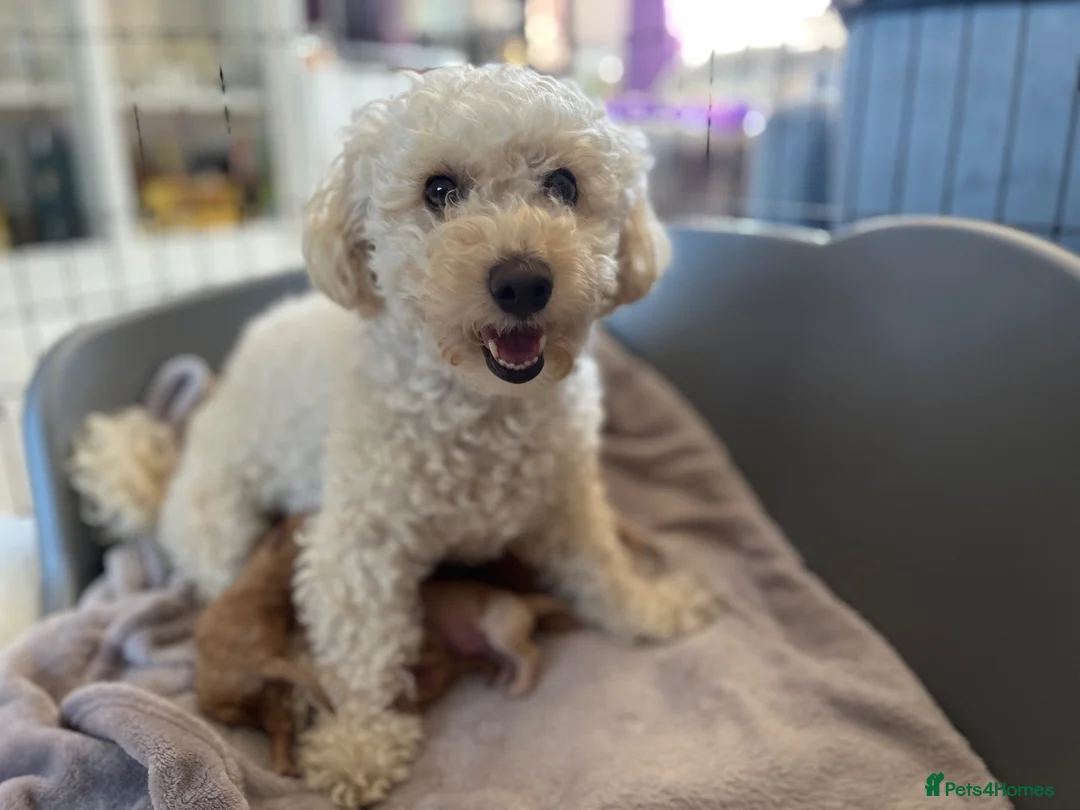 Poochon dogs for sale: F1B PUPPIES POOCHON CROSS TOY POODLE in Swansea - Advert 1