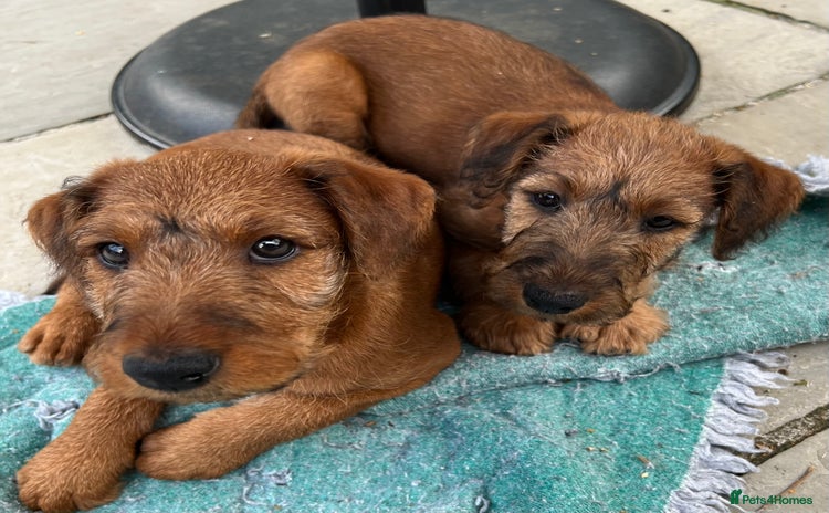 Irish Terrier dogs - Advert 1