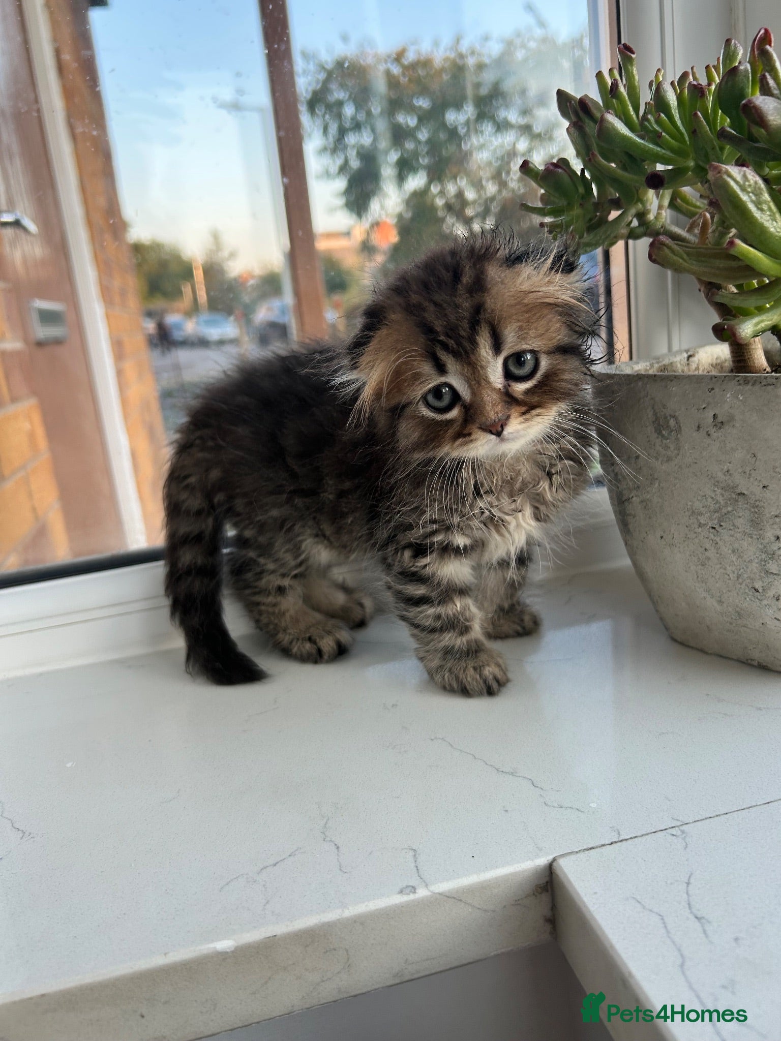 Scottish Fold cats 3 Scottish Fold kittens looking for new homes - Advert 5